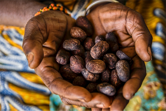 Afrikansk kvinnelig bonde med hendene fulle av sheanøtter
