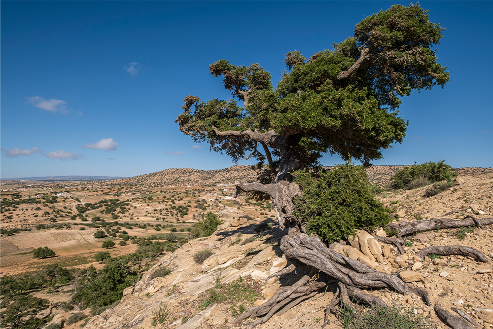 Arganbaum, Symbol des natürlichen Reichtums Marokkos.