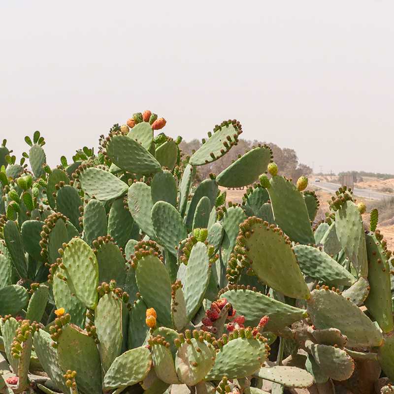 Kleurrijke cactusvijgen in de natuur.